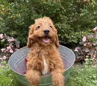Arielle, a female Miniature Goldendoodle for sale in Middlebury, IN – 1 of 4