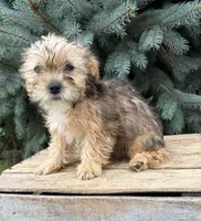 Ace, a male Morkie for sale in Middlebury, IN – 5 of 5