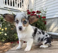 Gigi, a female Pembroke Welsh Corgi for sale in Middlebury, IN – 3 of 4