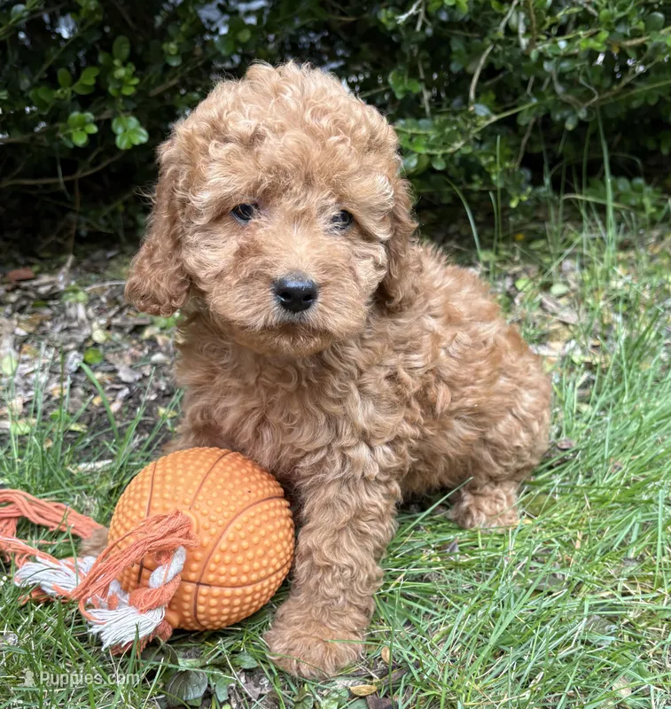 Zayla – Cockapoo puppy for sale in Middlebury, IN