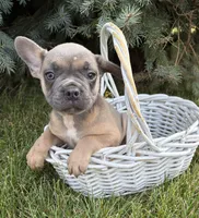 Duke, a male French Bulldog for sale in Middlebury, IN – 4 of 4