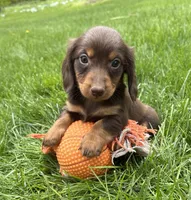Hosea, a male Dachshund for sale in Middlebury, IN – 4 of 4