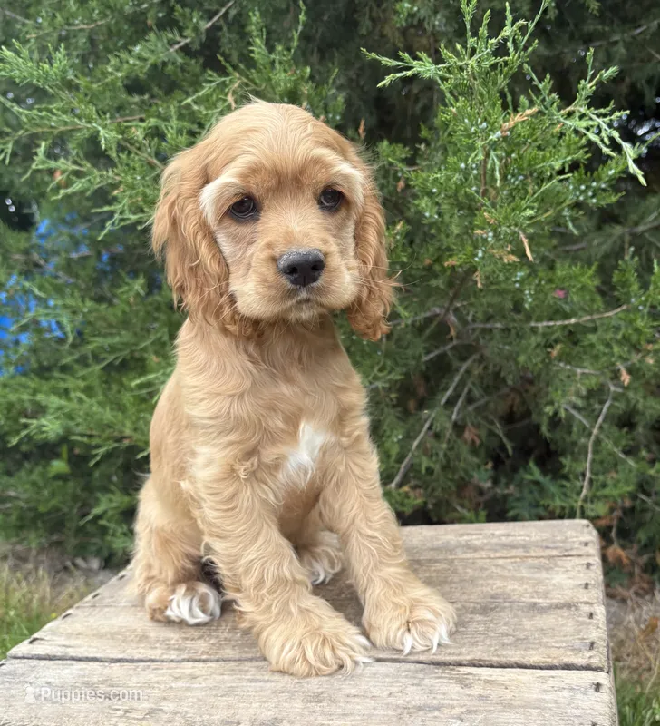 Jasper – Cocker Spaniel puppy for sale in Middlebury, IN
