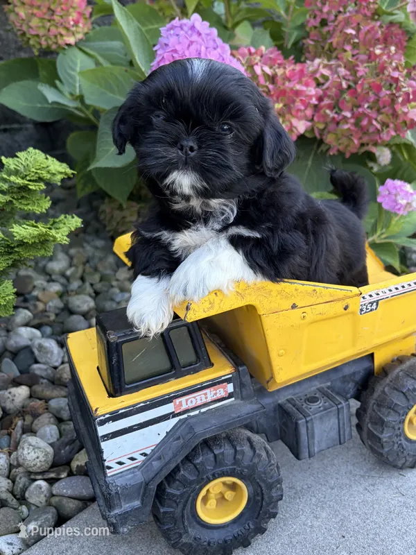 Kai – Shih Tzu puppy for sale in Middlebury, IN