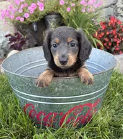 Nash, a male Miniature Dachshund for sale in Middlebury, IN – 4 of 4