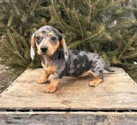 Casey, a female Dachshund for sale in Middlebury, IN – Photo 5 of 5