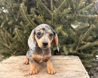 Casey, a female Dachshund for sale in Middlebury, IN – Photo 1 of 5