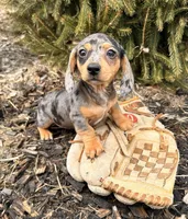 Casey, a female Dachshund for sale in Middlebury, IN – Photo 3 of 5