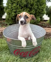 Silas, a male Jack Russell Terrier and Rat Terrier for sale in Middlebury, IN – 3 of 4