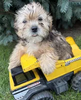 Ace, a male Morkie for sale in Middlebury, IN – 4 of 5