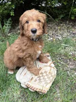 Athena, a female Miniature Goldendoodle for sale in Middlebury, IN – 4 of 4