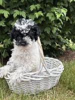 Poppy, a female Poodle - Miniature  for sale in Middlebury, IN – 4 of 5