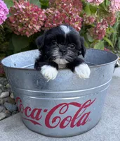 Kiki, a female Shih Tzu for sale in Middlebury, IN – 2 of 4