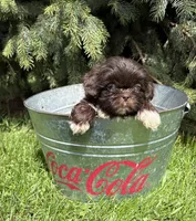 Teddy, a male Shih Tzu for sale in Middlebury, IN – Photo 2 of 4