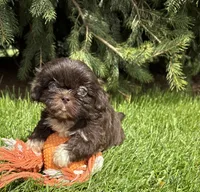 Teddy, a male Shih Tzu for sale in Middlebury, IN – Photo 4 of 4