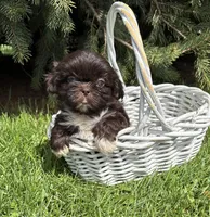 Teddy, a male Shih Tzu for sale in Middlebury, IN – Photo 1 of 4