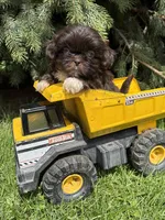 Teddy, a male Shih Tzu for sale in Middlebury, IN – Photo 3 of 4