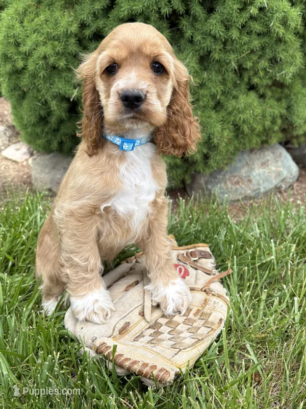 Jed – Cocker Spaniel puppy for sale in Middlebury, IN