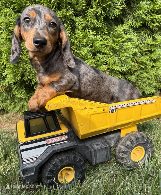 Sullivan  – Dachshund puppy for sale in Middlebury, IN