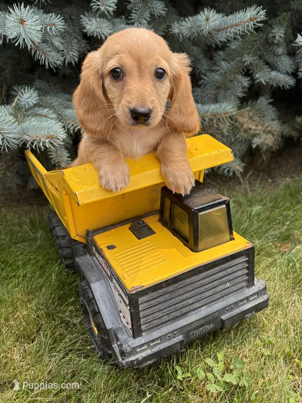 Oliver  – Miniature Dachshund puppy for sale in Middlebury, IN
