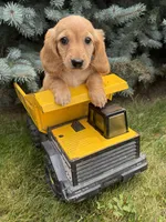 Oliver , a male Miniature Dachshund for sale in Middlebury, IN – 1 of 4