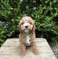 Zack, a male Cockapoo for sale in Middlebury, IN – 4 of 5