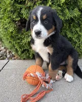 Benson, a male Bernese Mountain Dog for sale in Middlebury, IN – 2 of 4