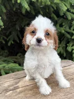 Claire, a female Miniature Bernedoodle and Miniature Goldendoodle for sale in Middlebury, IN – 2 of 4