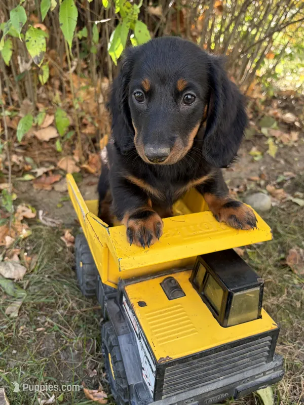 Teddy – Dachshund puppy for sale in Middlebury, IN