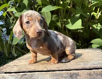 Fizzle, a male Dachshund for sale in Middlebury, IN – 3 of 5