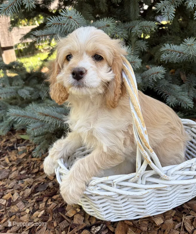 Bella – Cockapoo puppy for sale in Middlebury, IN