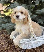 Bella, a female Cockapoo for sale in Middlebury, IN – 1 of 4