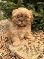 Java, a female Shih Tzu for sale in Middlebury, IN – 2 of 4