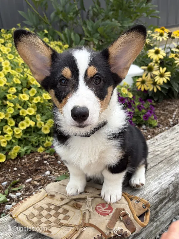 Nora – Pembroke Welsh Corgi puppy for sale in Middlebury, IN