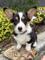 Nora, a female Pembroke Welsh Corgi for sale in Middlebury, IN – 1 of 4