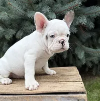 Leo, a male French Bulldog for sale in Middlebury, IN – 3 of 4
