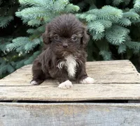 Halle, a female Shih Tzu for sale in Middlebury, IN – 2 of 4