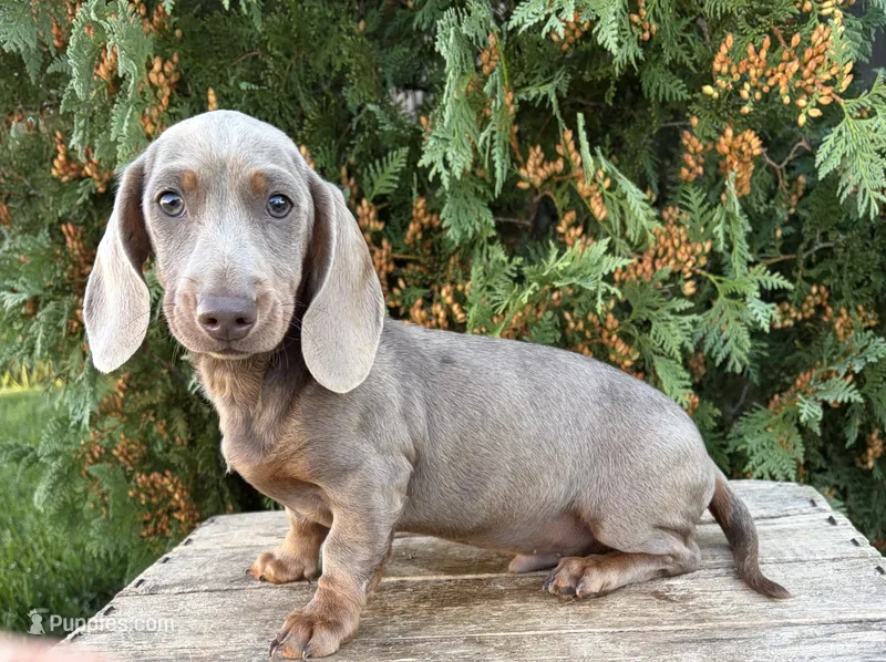 Briggs – Miniature Dachshund puppy for sale in Middlebury, IN