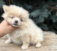 Foxy, a female Pomeranian for sale in Middlebury, IN – 1 of 4