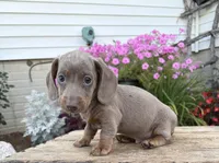 Briggs, a male Miniature Dachshund for sale in Middlebury, IN – 4 of 4