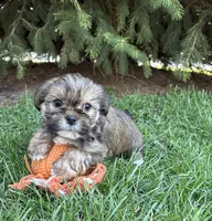 Mia, a female Shorkie for sale in Middlebury, IN – Photo 4 of 4