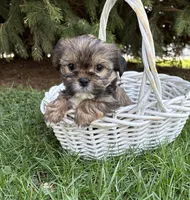 Mia, a female Shorkie for sale in Middlebury, IN – Photo 1 of 4