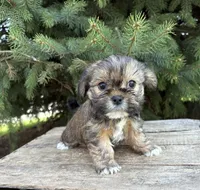 Mia, a female Shorkie for sale in Middlebury, IN – Photo 3 of 4