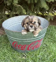 Mia, a female Shorkie for sale in Middlebury, IN – Photo 2 of 4