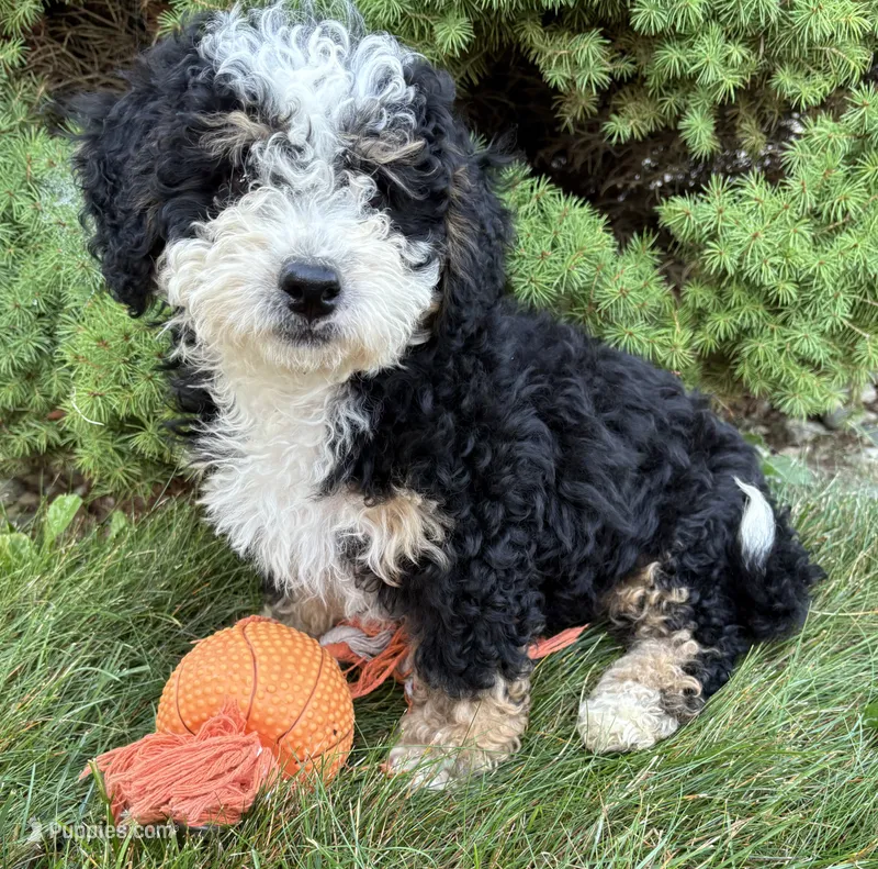 Ace – Miniature Bernedoodle puppy for sale in Middlebury, IN