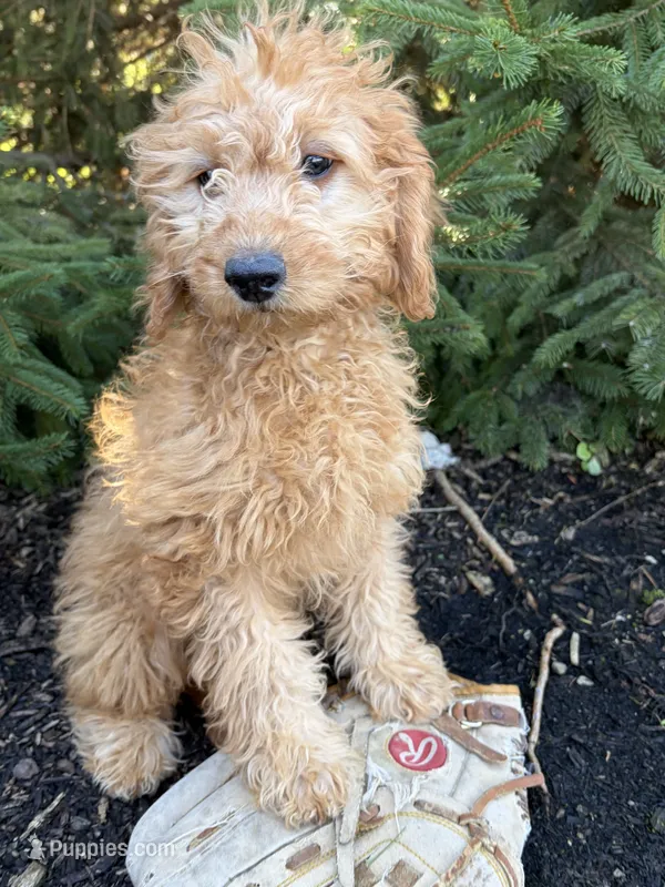 Pumpkin – Miniature Goldendoodle puppy for sale in Middlebury, IN