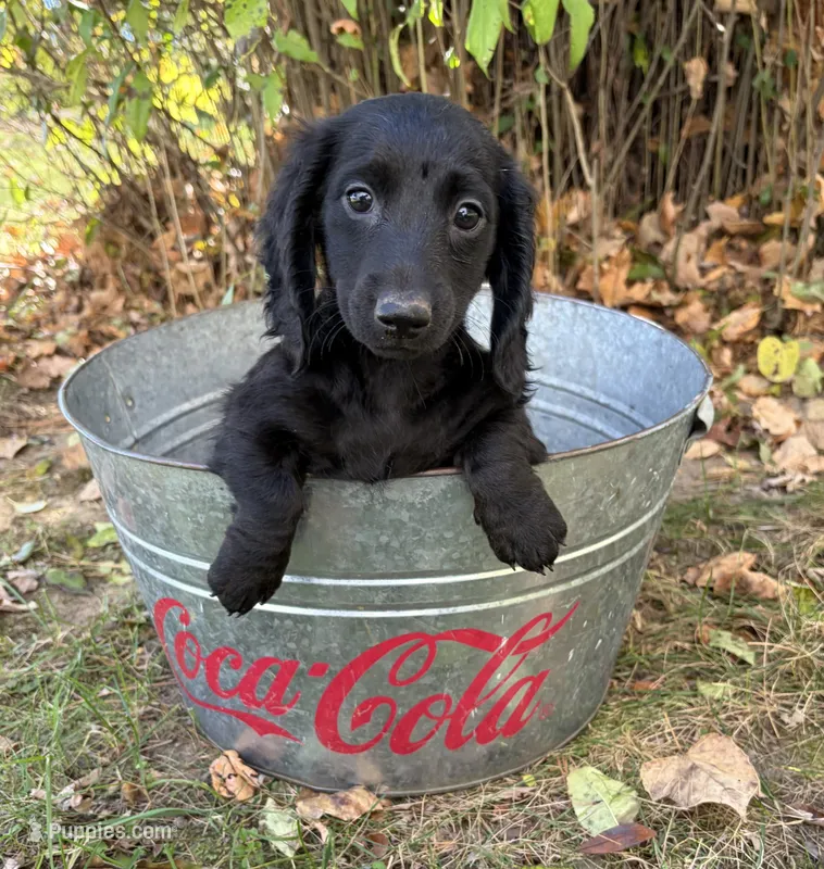 Tessa – Dachshund puppy for sale in Middlebury, IN