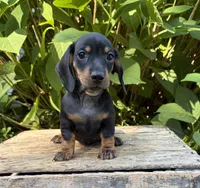 Reily , a male Dachshund for sale in Middlebury, IN – 2 of 5