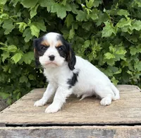 Charlie, a male Cavalier King Charles Spaniel for sale in Middlebury, IN – 4 of 4