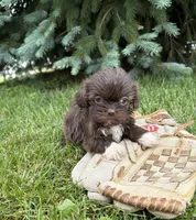 Halle, a female Shih Tzu for sale in Middlebury, IN – 4 of 4